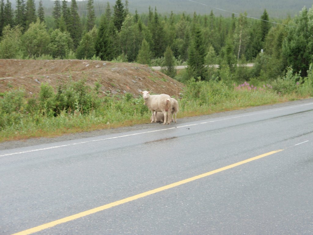 Får i Meråker by anderi