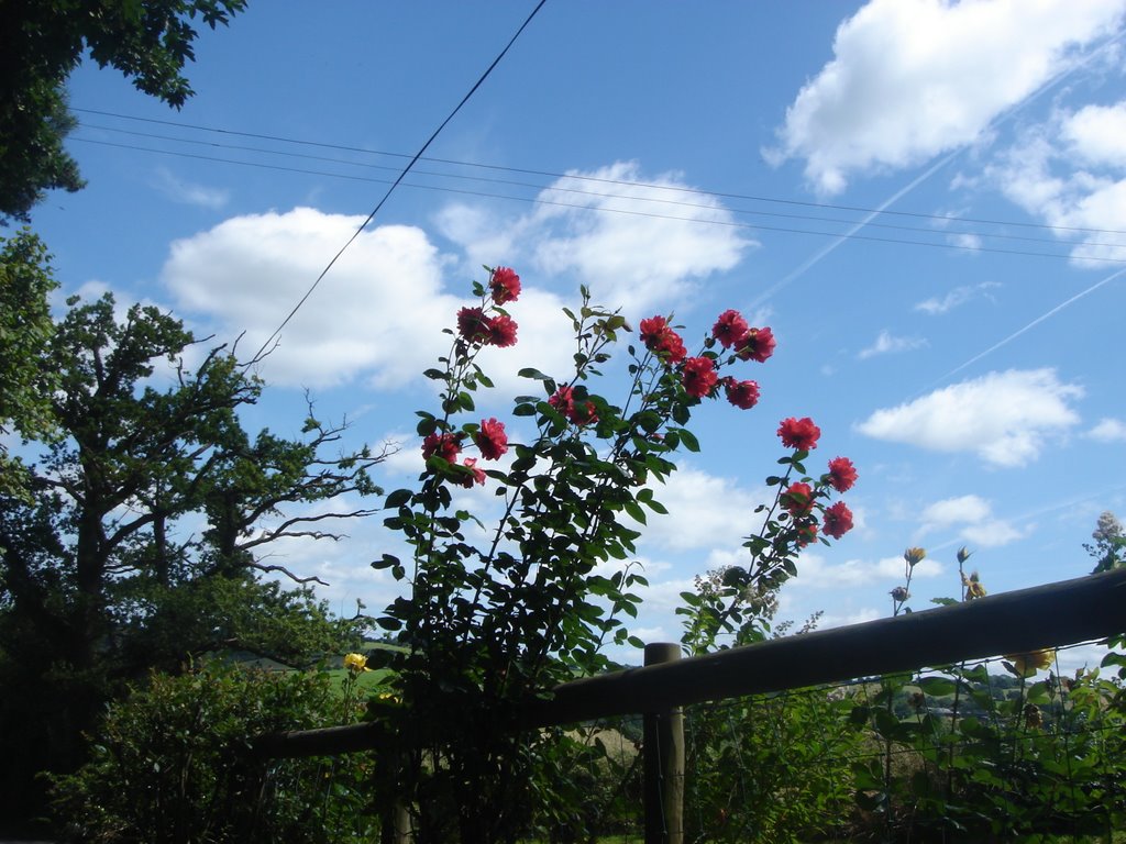 Flowers in a maze of cables and airlines at Treveddw Motte by Blodwen