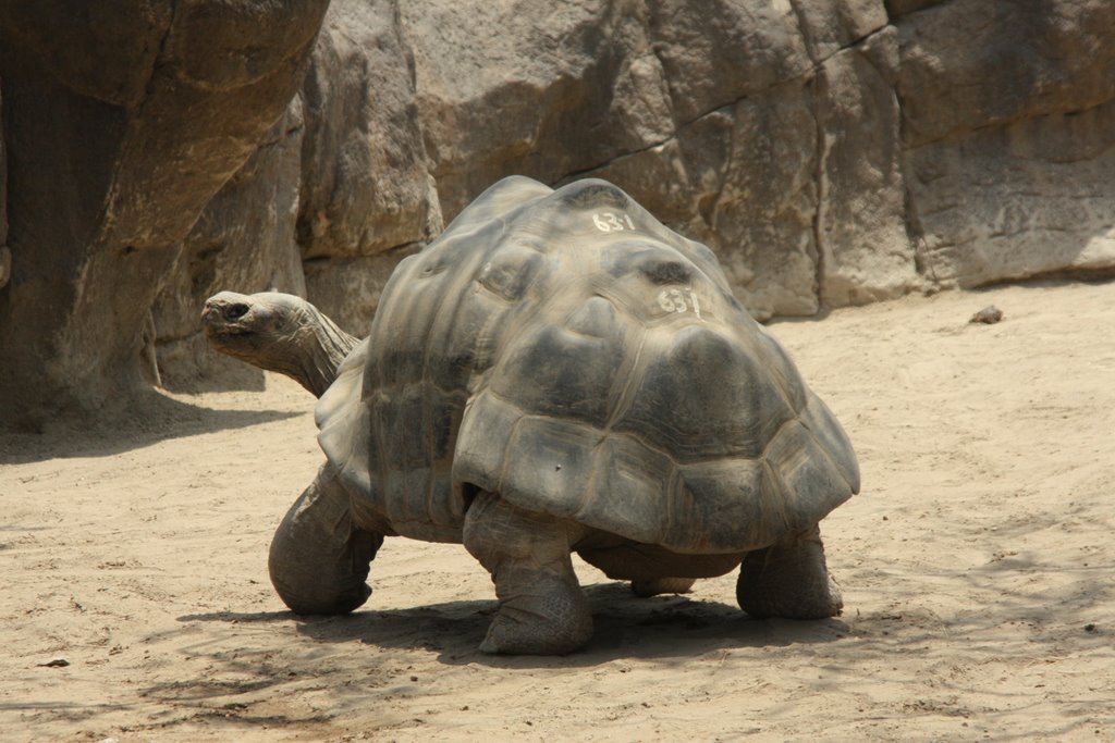 Galapagos Tortise by Scott Hanko