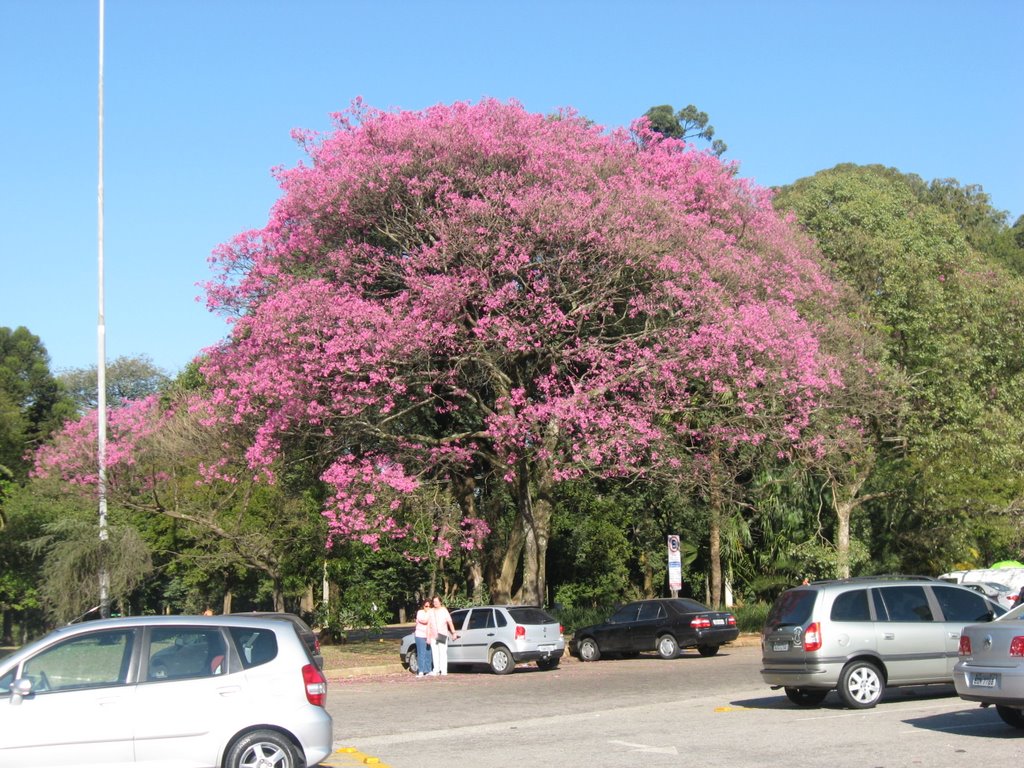 Flores no parque by floreal garcia