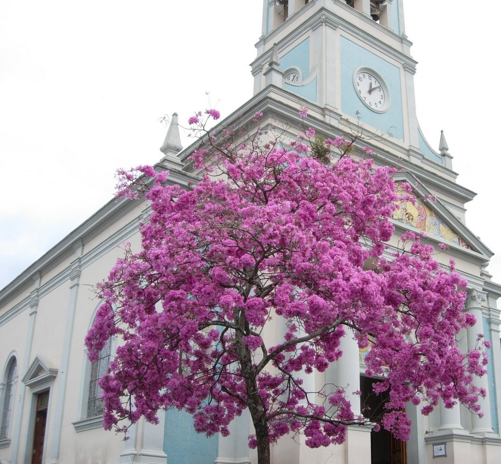 Serra Negra - Ipê rocho (Tabebuia impetiginosa) + Igreja Matriz com tímpano do artista Antonio Nardi by Ivano Gutz