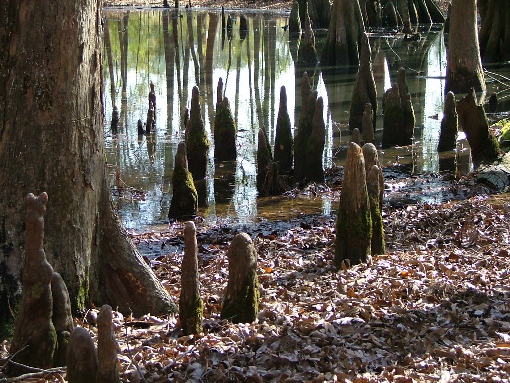 Cypress Swamp by Quatrock