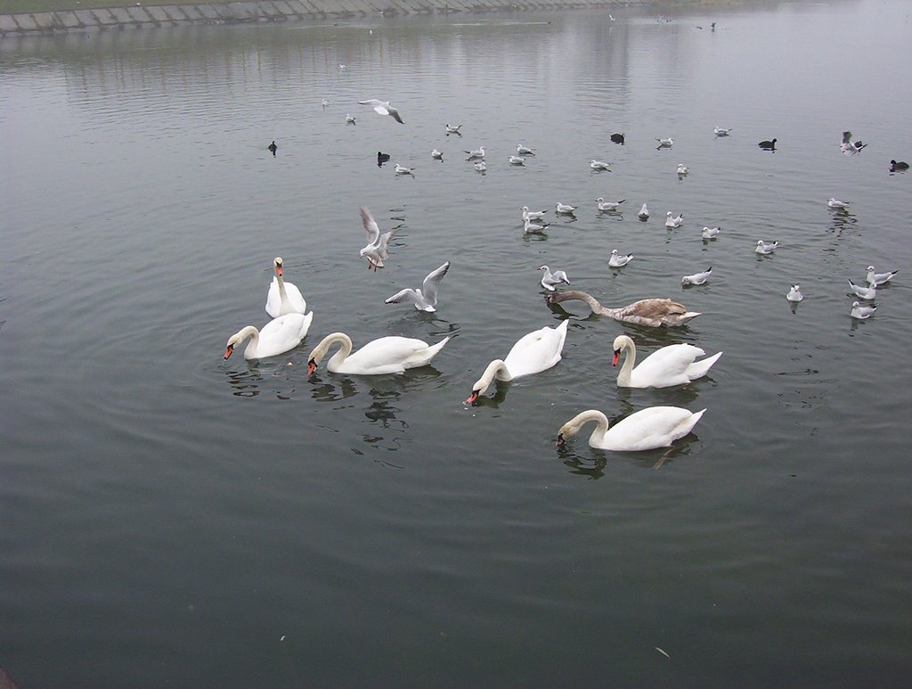 Swans of Crisul Repede by joe_dow