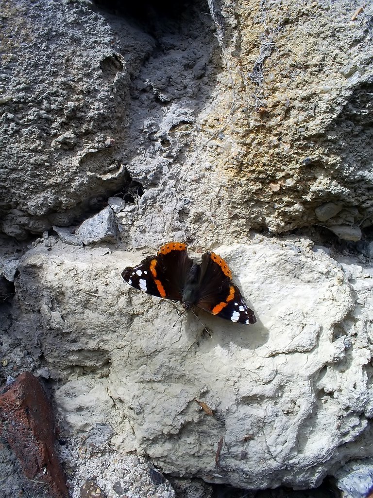 Le mur au papillon by Elisabeth Prady