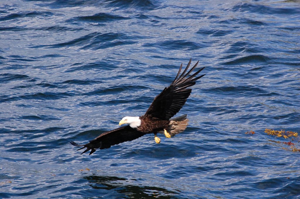 Bald Eagle by gilstacy