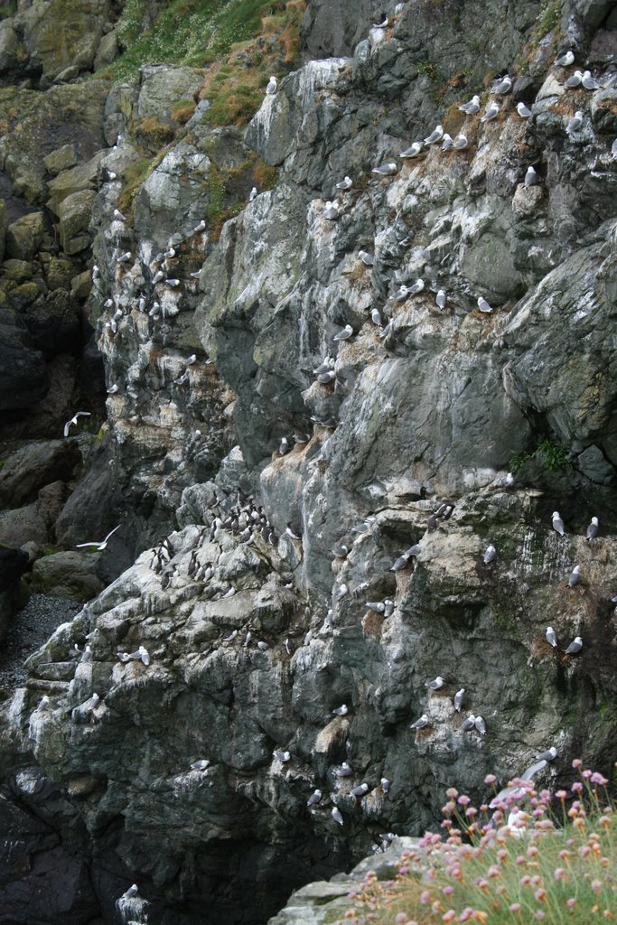 Gull colony, bray head by patrick murphy