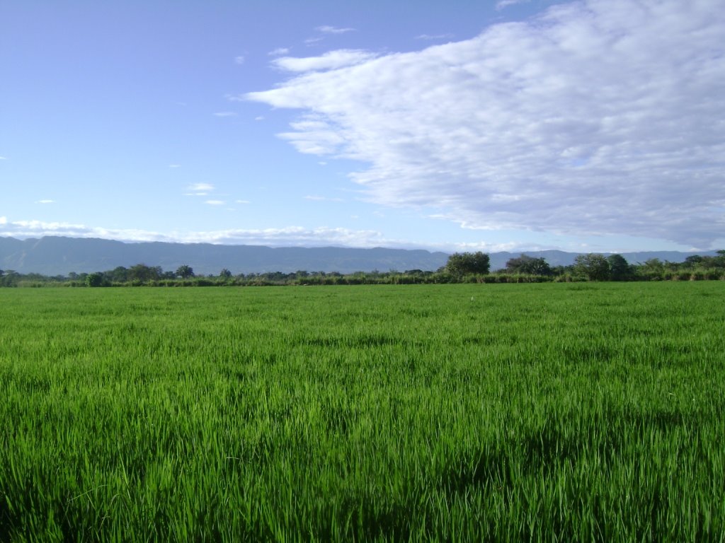 Por los caminos del Tolima cultivo de arroz municipio del Guamo, fotografia tomada el 26 de julio del 2008, camara Sony, archivo fotografico Servicios Integrales by pedroherrana