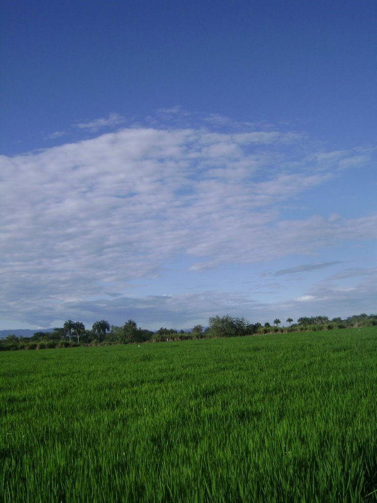 Por los caminos del Tolima, cultivo de arroz, municipio del Guamo, fotografia tomada el 26 de julio del 2008, archivo fotografico Servicios Integrales by pedroherrana