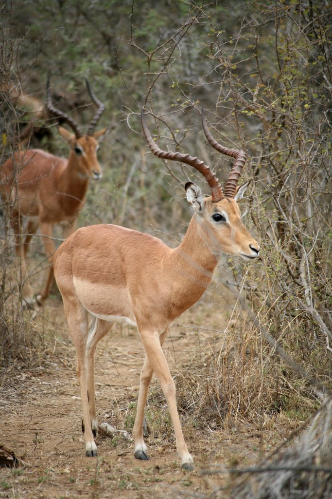 Greater Kudu, Kruger National Park, Mpumalanga, South Africa by Hans Sterkendries