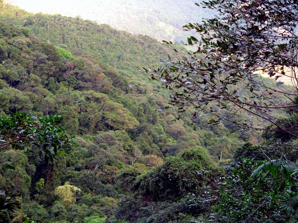 Neste local já foram vistas Jaquatiricas, que até então, ninguém sabia que habitavam a mata local. by joao batista shimoto