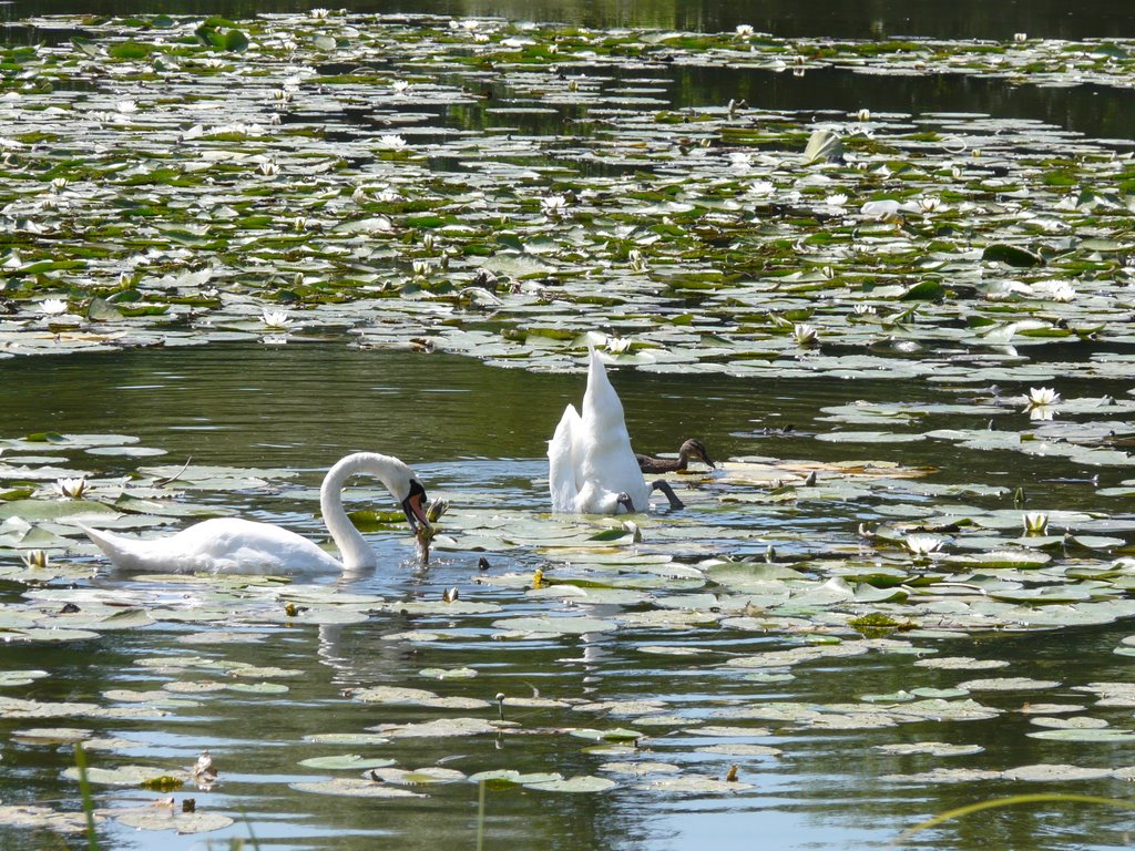 Etang de Camon by sebetdo