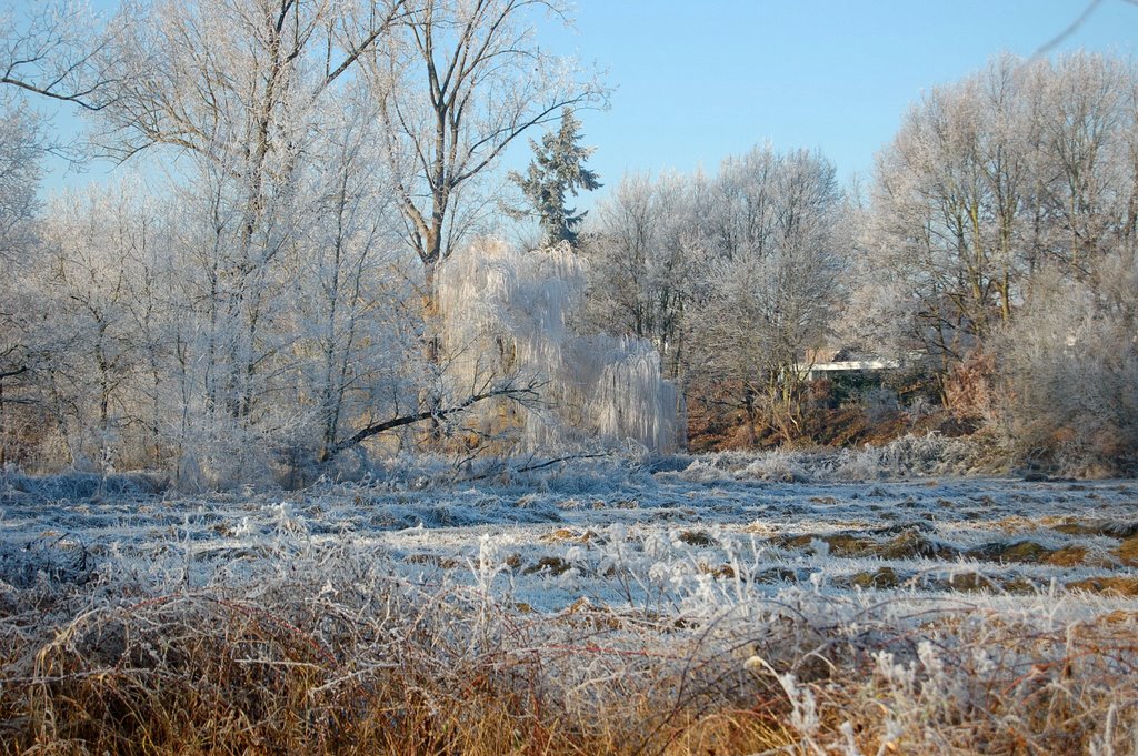 Treurwilg in de kou by Huub Minkenberg