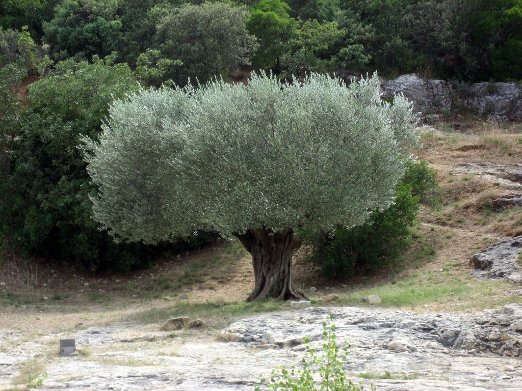 Olivier millénaire - Pont du Gard by Ardechir Momtaz