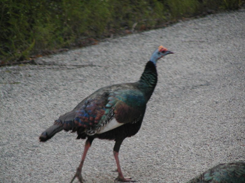 Oceloted Turkeys in the road to Calakmul by Jesus Wong