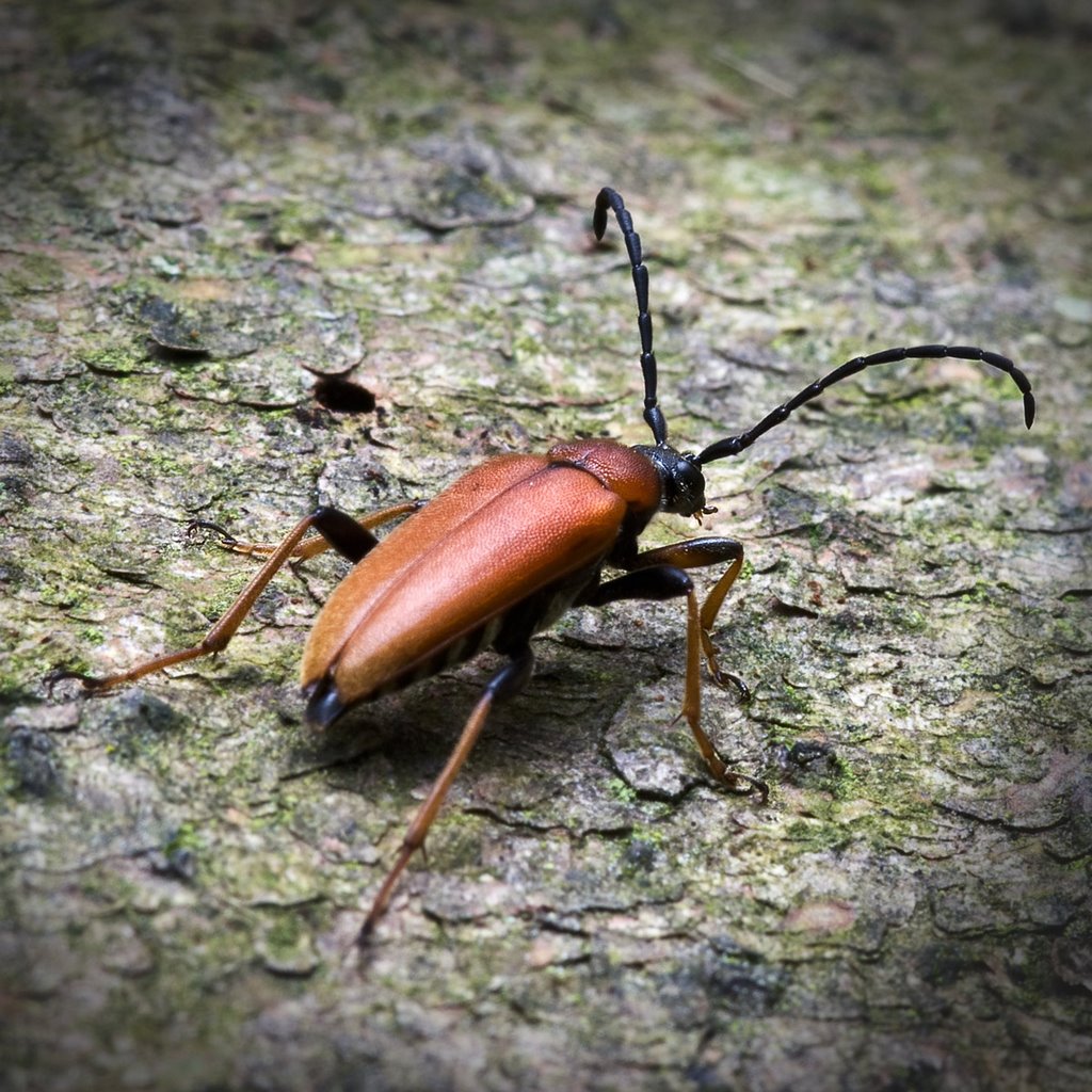 Longhorn beetle, Rode-Smalbok (Corymbia rubra) by Wim Janssen