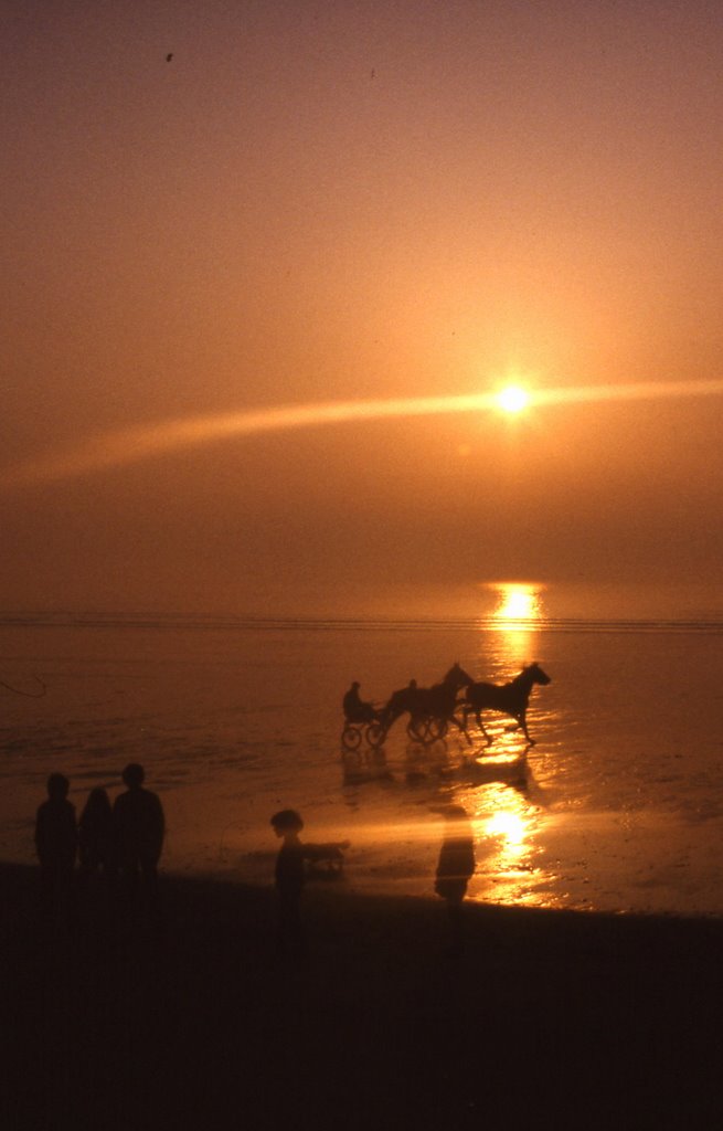 Js- chevaux à jullouville - manche - normandie-france by jstirling