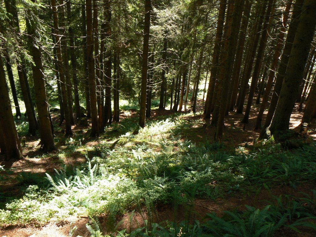 Wanderweg im Grüenwald by patricstrasser