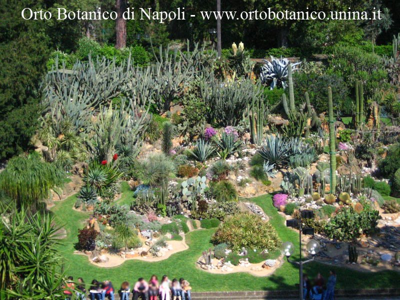 Area espositiva del Deserto. Orto Botanico di Napoli, Via Foria 223, 80139 by Giancarlo Sibilio