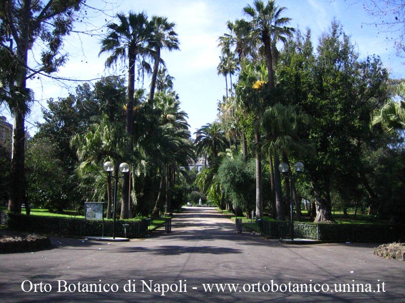 Viale Cirillo, all'ingresso dell'Orto da Via Foria. Orto Botanico di Napoli, Via Foria 223, 80139 by Giancarlo Sibilio