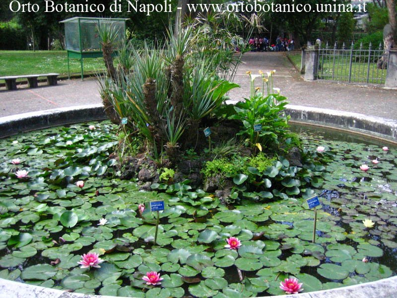 Vasca storica, con diversi esempi di piante palustri. Orto Botanico di Napoli, Via Foria 223, 80139 by Giancarlo Sibilio