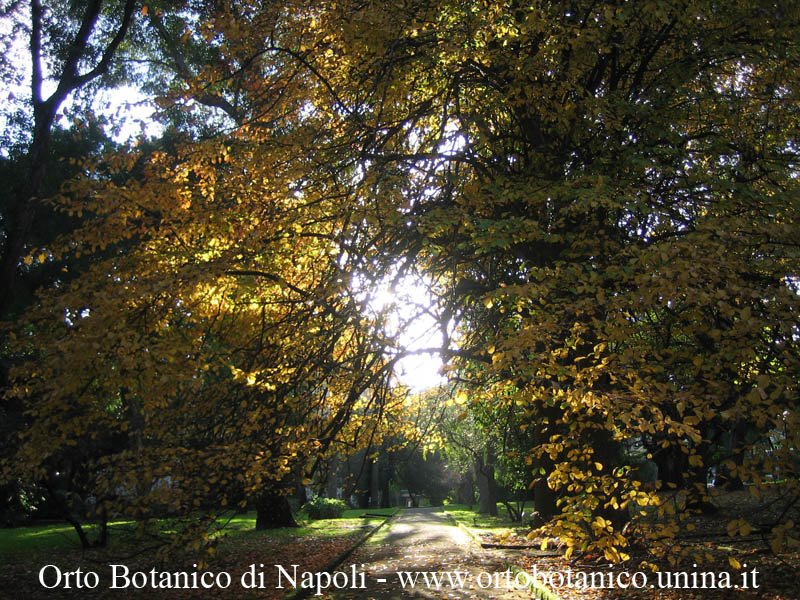 Parrotia persica, Albero pagoda. Arboreto dell'Orto Botanico di Napoli, Via Foria 223, 80139 by Giancarlo Sibilio