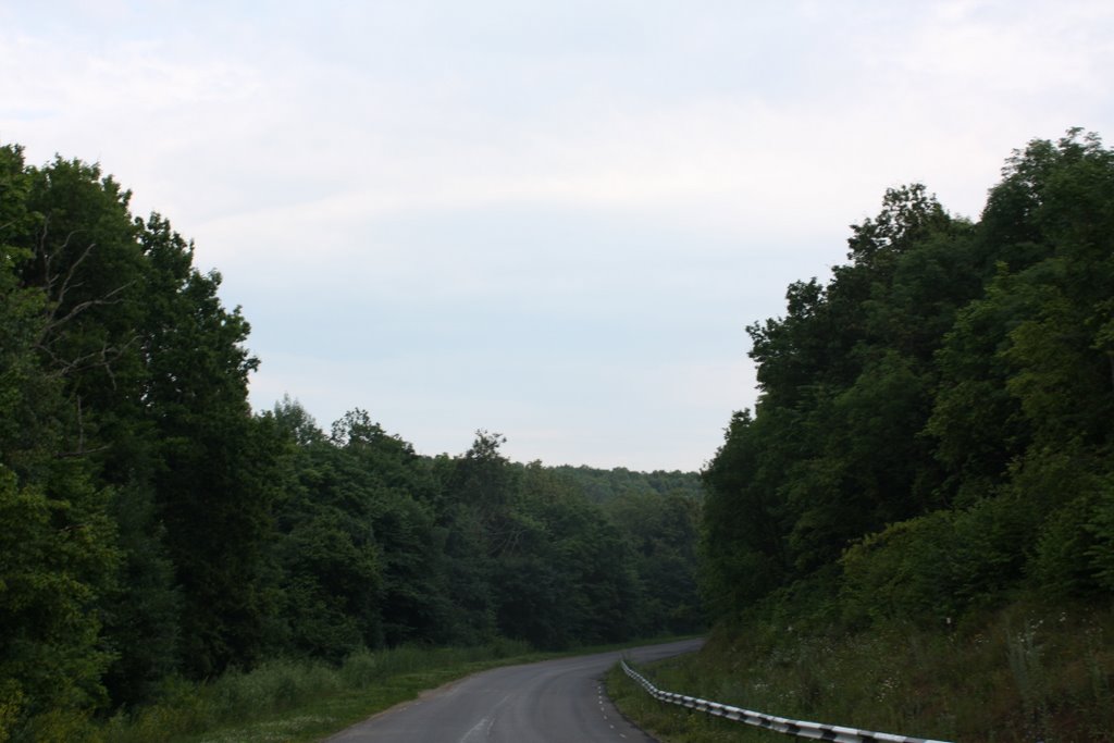 Road in the forest by Usama ben Yorik