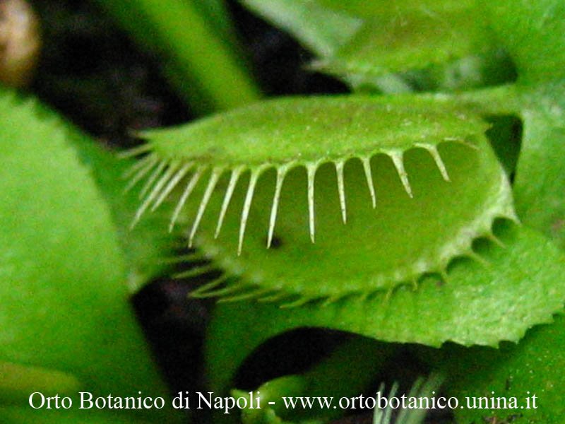 Dionea muscipula, "pianta carnivora". Orto Botanico di Napoli, via Foria 223, 80139 by Giancarlo Sibilio