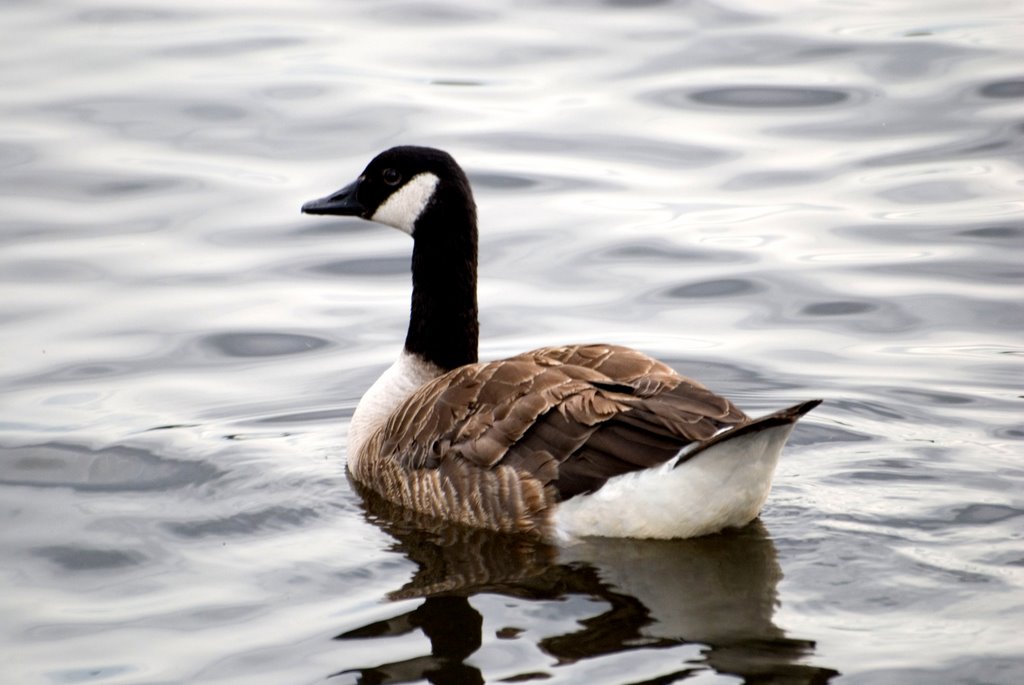 Canada Goose by SilasFox