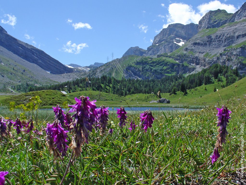 Kandersteg, Sunnbüel - Bergbild mit Alpen-Süssklee (Hedysarum hedysaroides) © AndreasF by © AndreasF