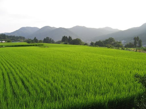 Glorious fields by bouldernavigator