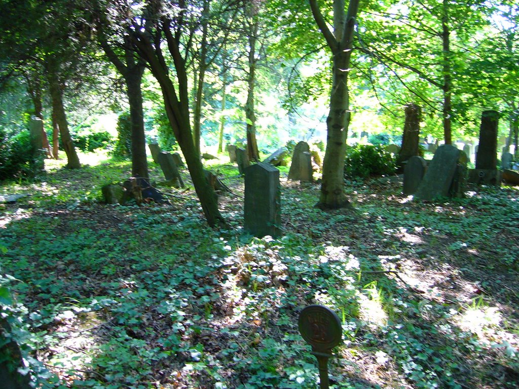 Abandoned Jewish Graves by Robyn Hughes