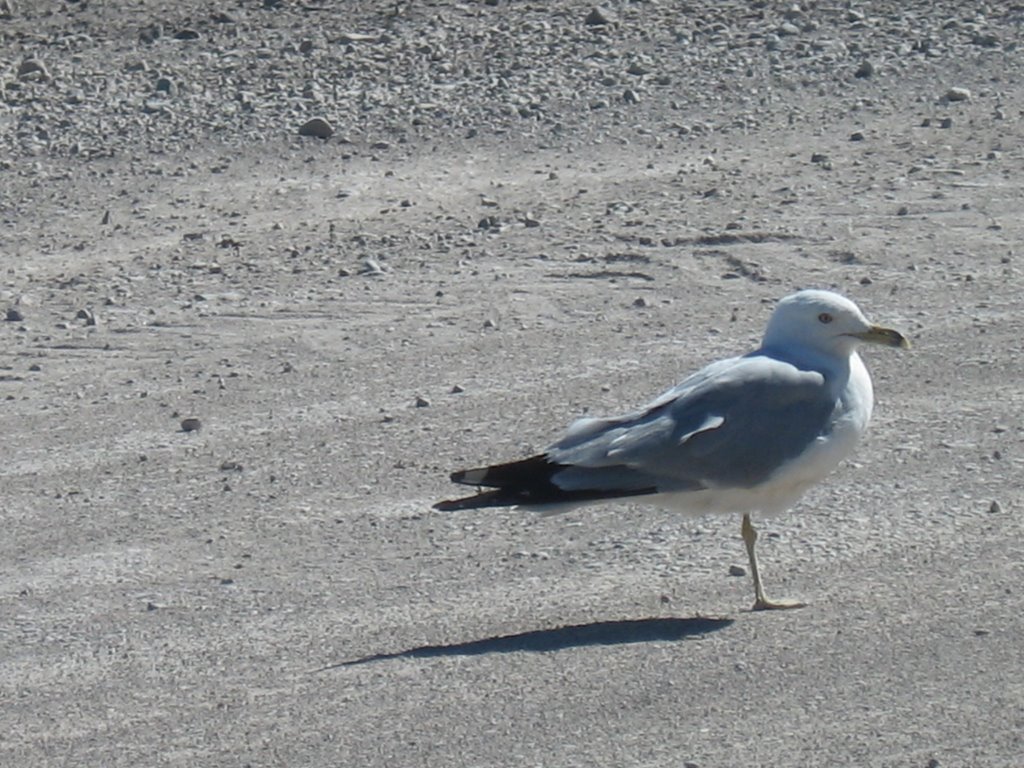 Seagull at ferry approach by maskedavenger