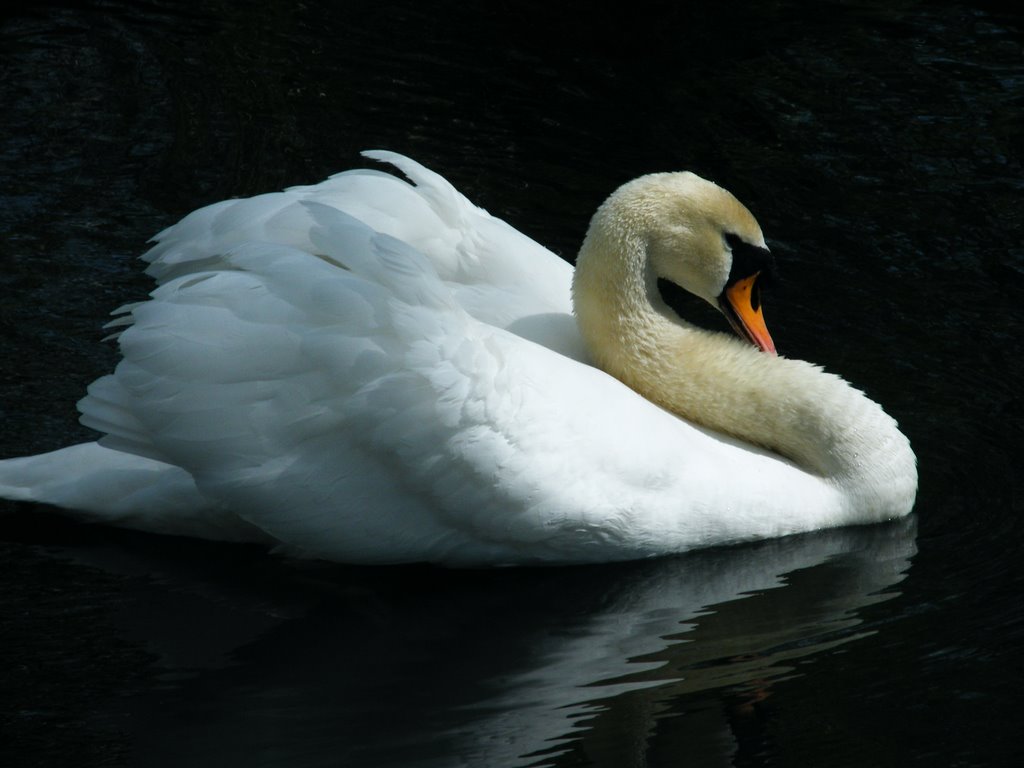 Im Vogelpark Haßloch by Klaus Gleber