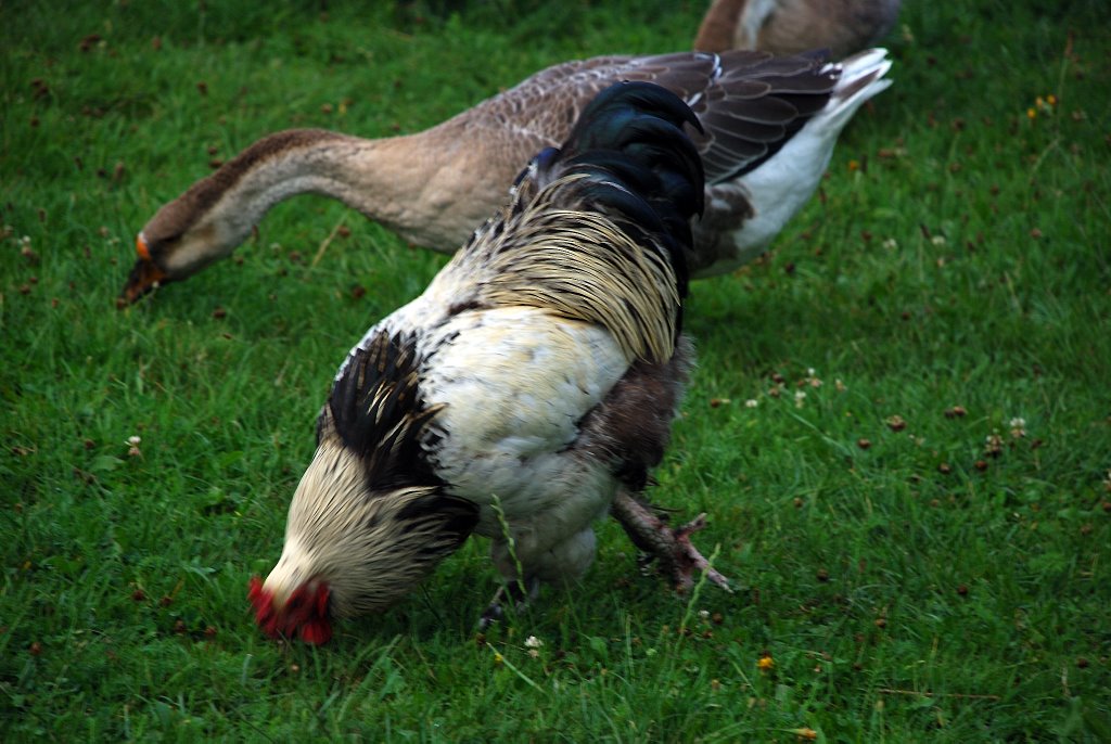 Rooster by Wlodzimierz Poznansk…