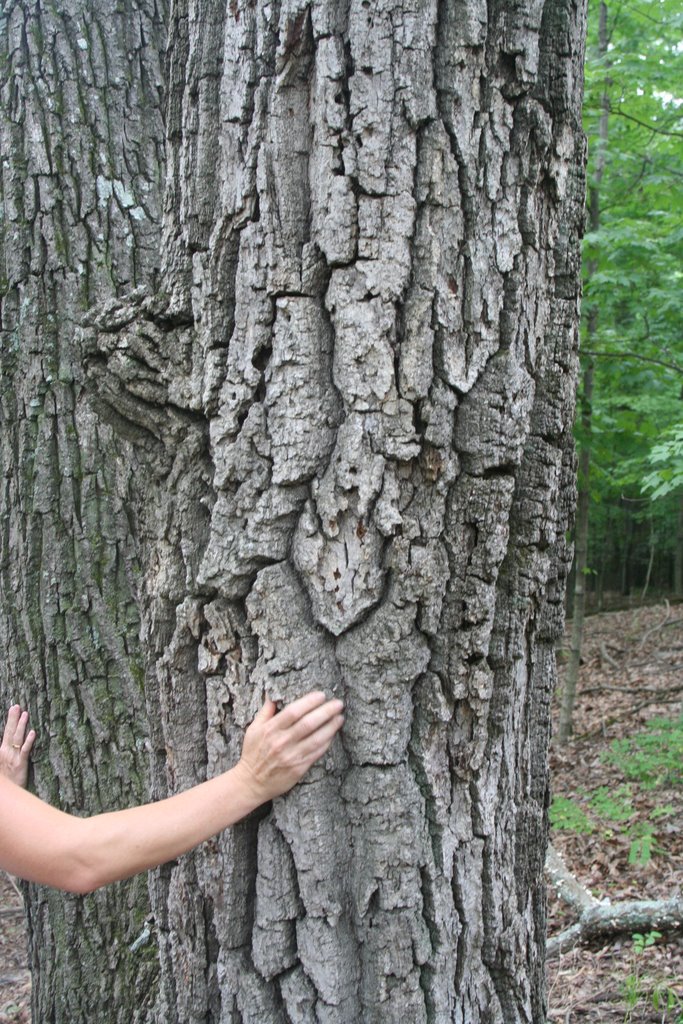 Large Quercus prinus (chestnut oak) bark by baskaufs