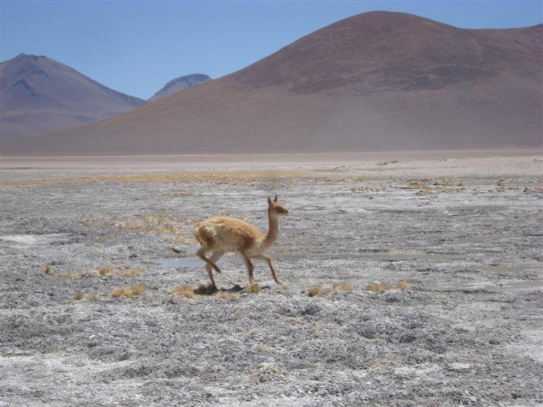 Vicuna by Harley Calvert