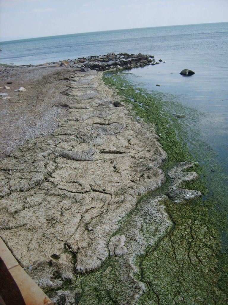 Seaweeds at coast by Loukas Kalogirou