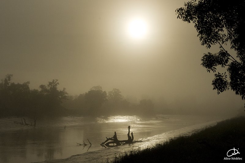 The river Charente by Aline Nédélec