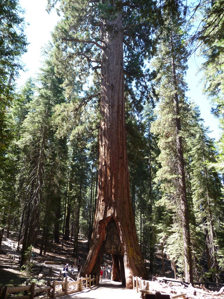 Sequoias (Mariposa Grove) by Manelm