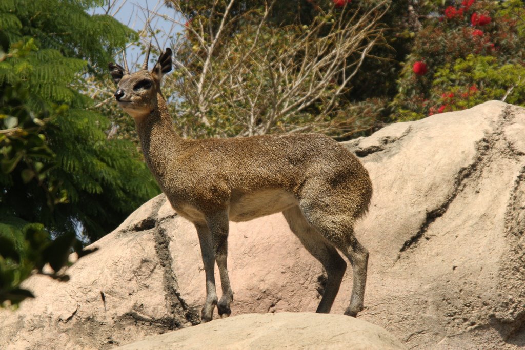 Klipspringer by Scott Hanko