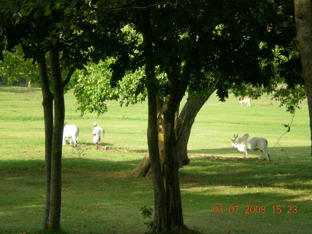 Local Farmer- Amaya Lake resort by M Bender