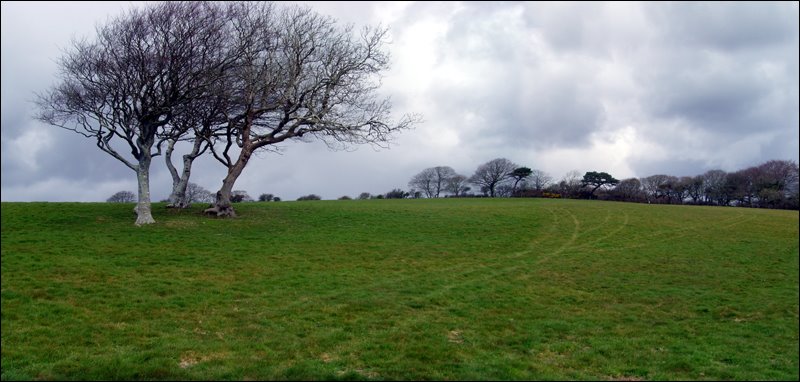 Trees above Scott's Quay by Howard Selina