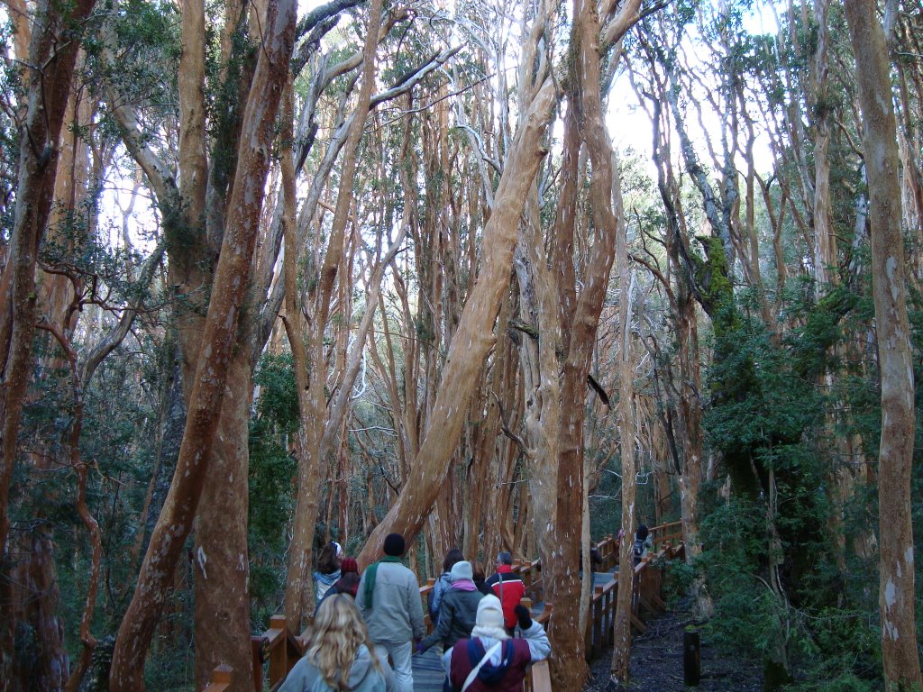 Passarela do Parque Nacional Arrayanes (07/2008) by Urias Takatohi