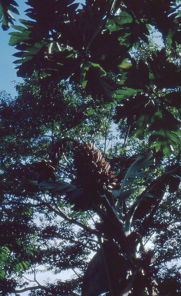 Bananier et arbre à pain by mfe