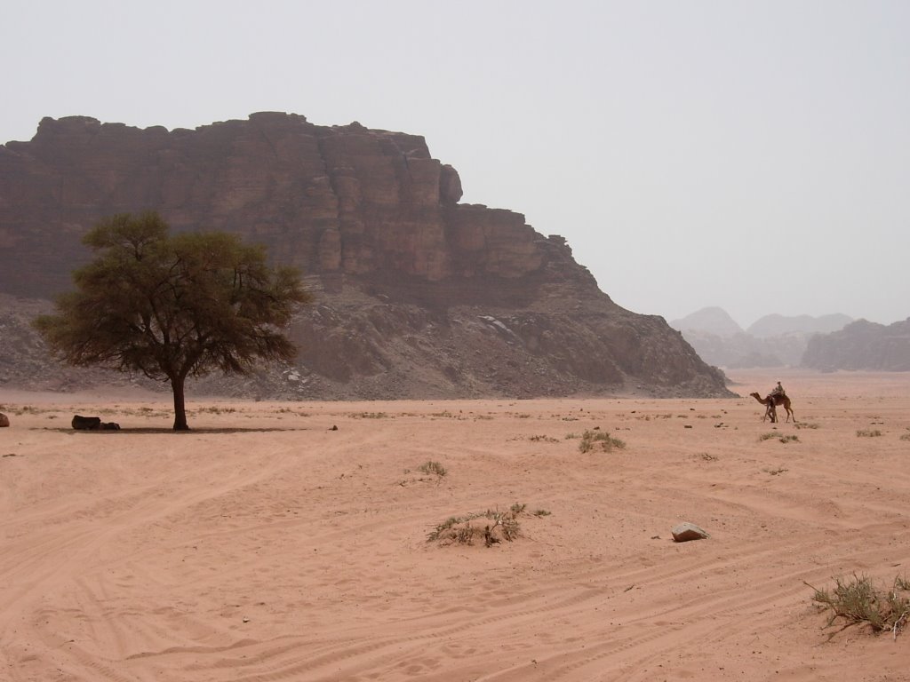 Arbre al desert de Wadi Rum by David Pagès