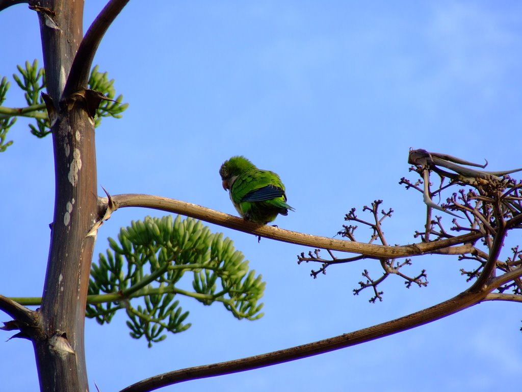 Argentinian Parrot (Myopsita monachus) by Mark Bijwaard