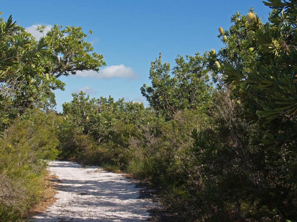 Banksia Track by Al Sweet