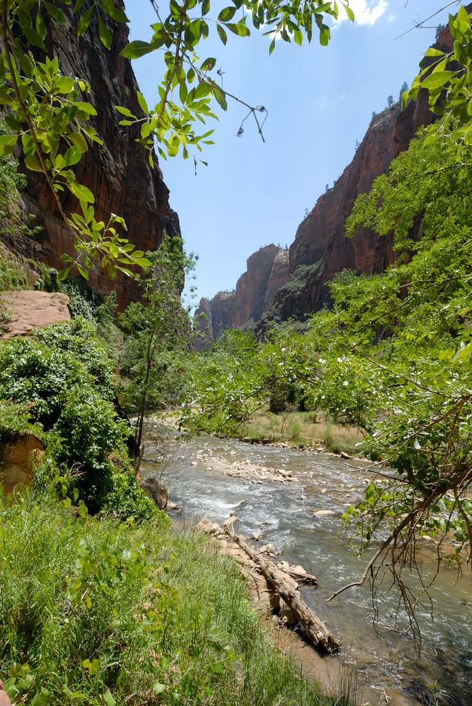 Zion, Riverside Walk, July 2008 by dzc80