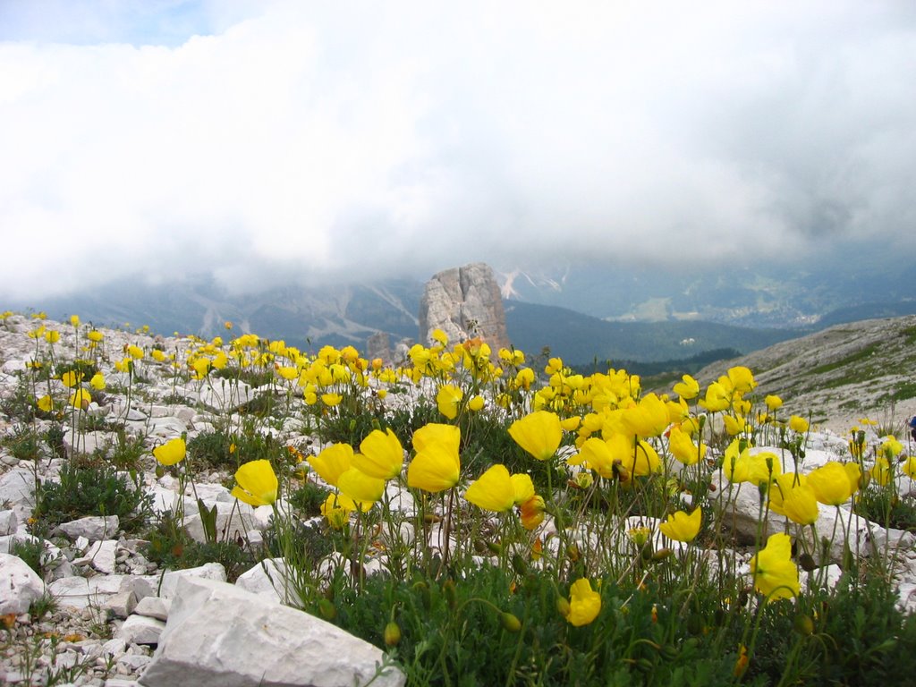 Papavero di montagna, 5 torri, Ampezzo. by Robert@Dona