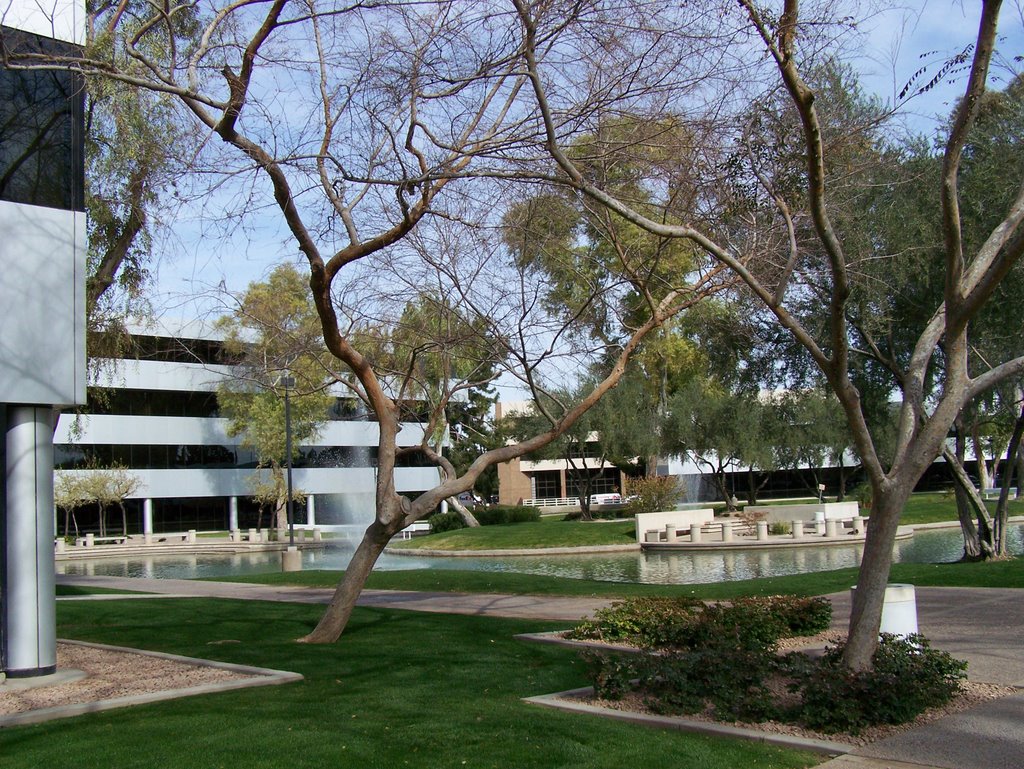 Actual green grass in Phoenix by markr52